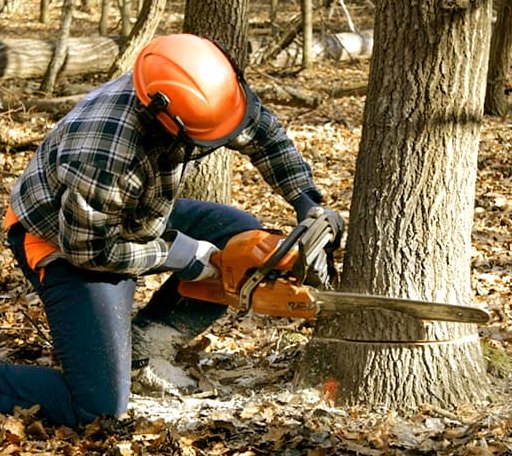 Tree Removal in Wyoming, MN